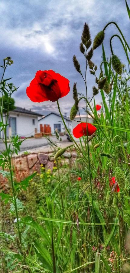 Ferienhaus Sonnenwind Am Hainer See Neukieritzsch Екстер'єр фото